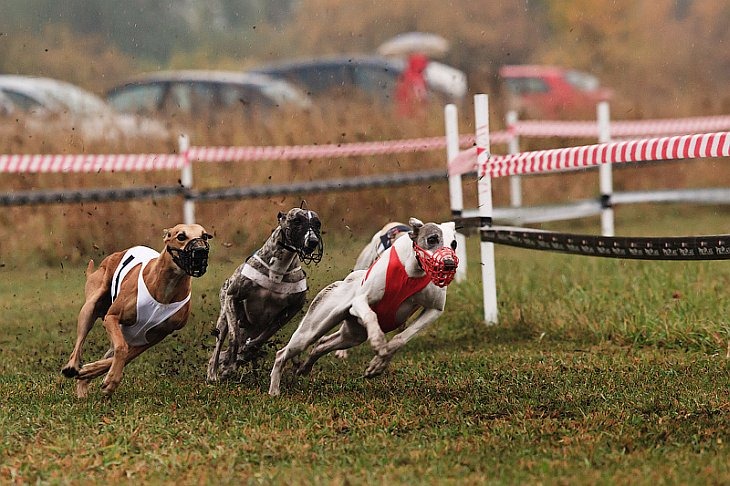 собачьи бега как делать ставки